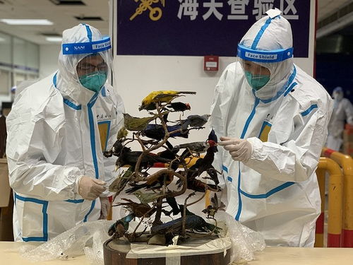 上海浦東機場海關查獲快件渠道涉瀕危工藝品，凸顯藝術品進出口監(jiān)管挑戰(zhàn)